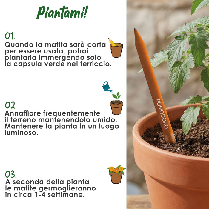 PIANTAMI BASILICO